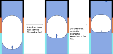 TaylorBubble 2 PHT.png