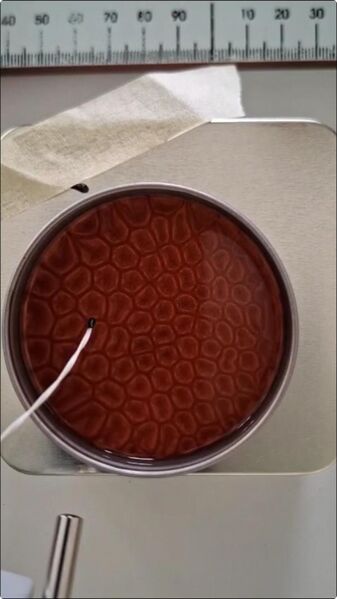 Datei:Stable-cells (1).jpg